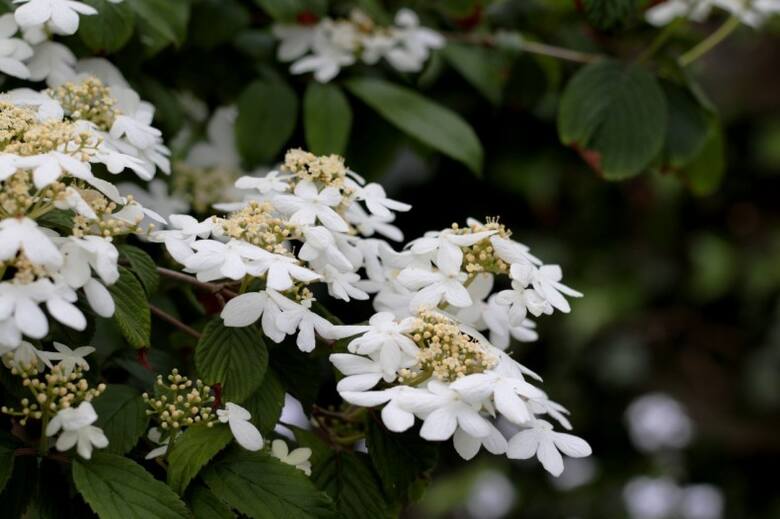 Kalina japońska najczęściej tworzy płaskie kwiatostany złożone z kwiatów płodnych (drobne, w środku) i płonnych (duże, na zewnątrz).