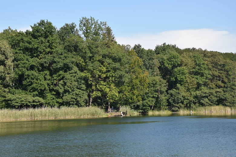 Jezioro Liny (na trasie Babimost - Kargowa) - wrzesień 2020 rok