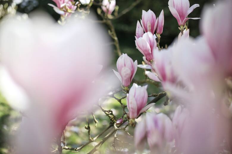 Kwitnące magnolie