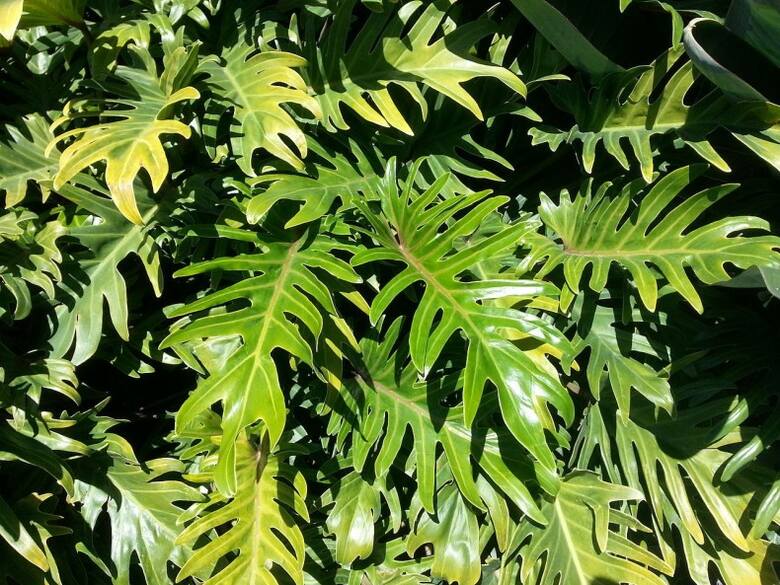 Filodendron xanadu ma liście smuklejsze niż podwójnie pierzasty, ale równie mocno powcinane.licencja