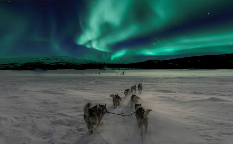 Zorza polarna i zaprzęg psów w Skandynawii