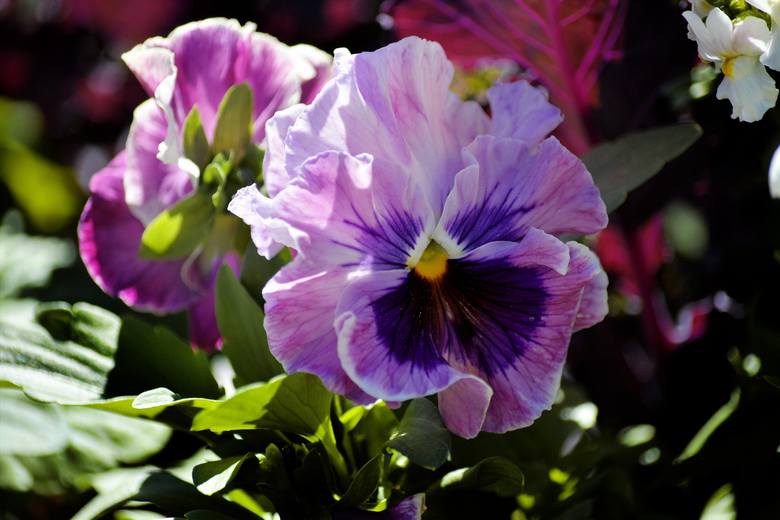 Bratki to jedne w najbardziej wdzięcznych balkonowych kwiatów. Mają obecnie setki odmian o różnych kolorach kwiatów, a także wielobarwnych kwiatach. Można z nich tworzyć przeróżne kompozycje i zestawienie kolorystyczne. Najlepiej będą rosły w słońcu, choć zdecydowanie wolą chłód od upału.