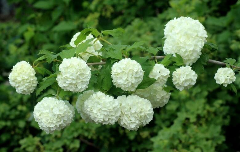 Kwiaty tej odmiany kaliny wyglądają jak białe pompony.