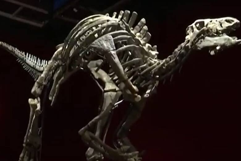 Szkielet dinozaura zostanie sprzedany. Kluczowa aukcja rozegra się w Paryżu