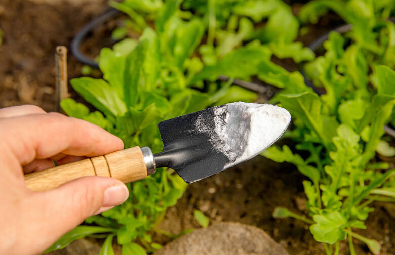 Z sody oczyszczonej można zrobić ekologiczny oprysk na mszyce i inne szkodniki roślin.