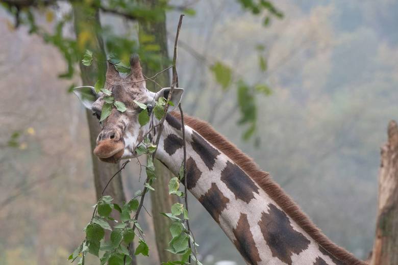 Trzy dorosłe i jeden półtoraroczny samiec żyrafy do tej pory przebywały na wybiegu niedostosowanym do ich potrzeb biologicznych. <br /> <strong>Przejdź do kolejnego zdjęcia ---></strong><br /> 