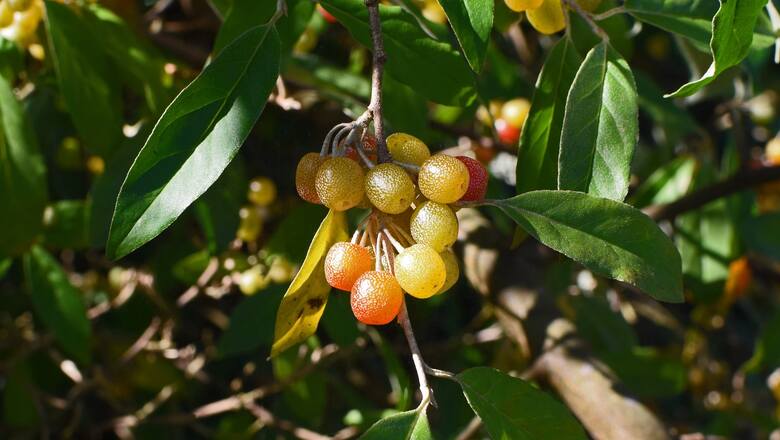 Dojrzałe owoce oliwników baldaszkowych są czerwone, ale są także odmiany owocujące na żółto.
