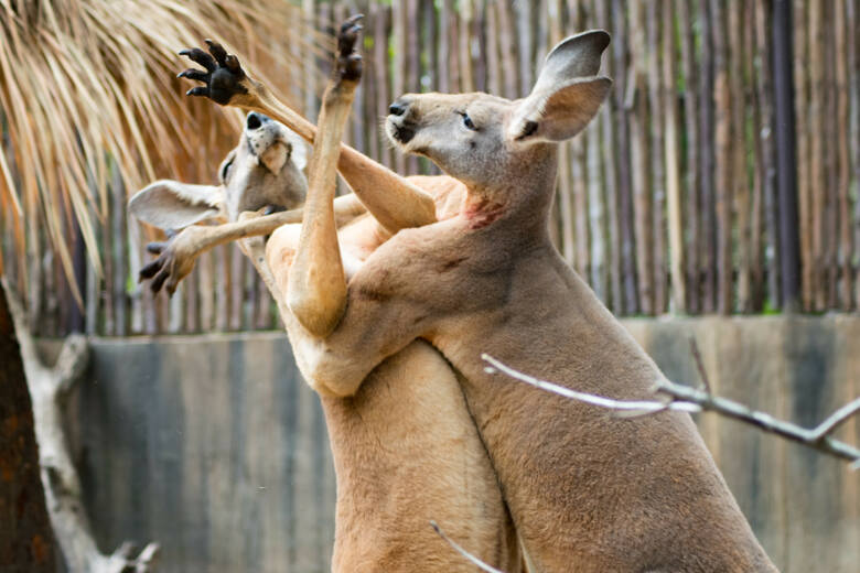Kangury znane są ze swych bokserskich umiejętności. Zdjęcie ilustracyjne