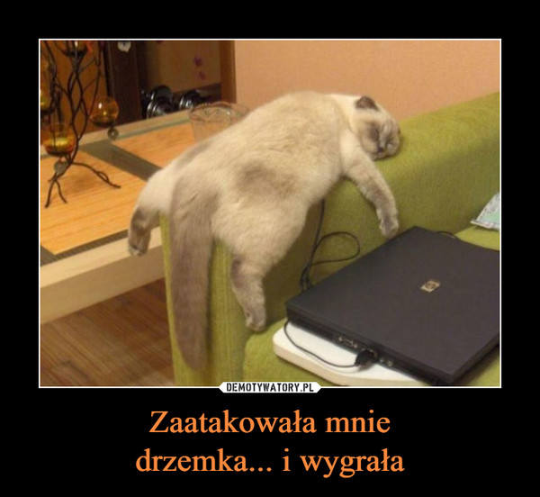 Światowy Dzień Drzemki w Pracy. Zobaczcie śmieszne memy -  Gazetawroclawska.pl