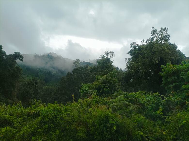 Las mglisty w Rwandzie