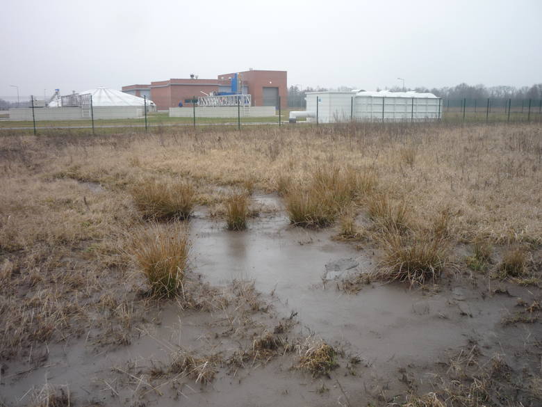 Tak wygląda pole po zalaniu szambem.