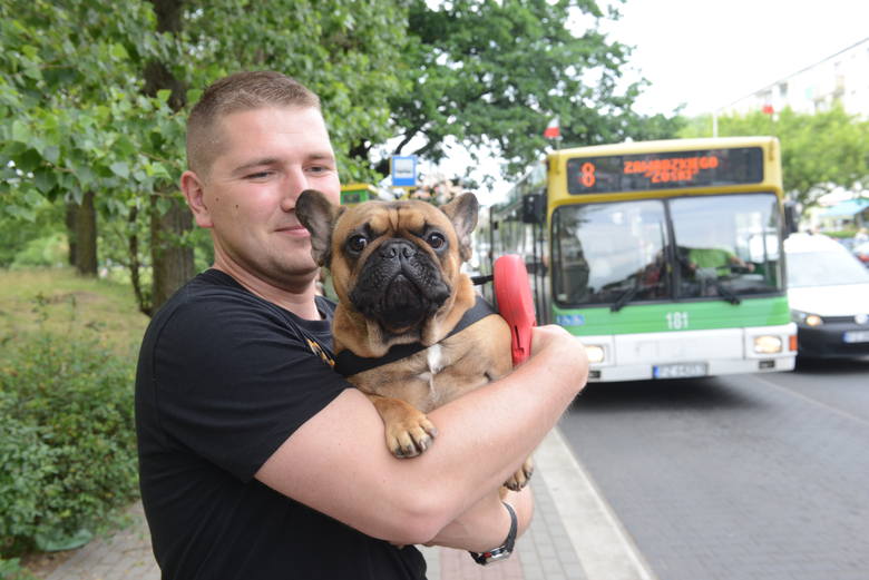Janusz Zapotoczny uważa, że darmowe przejazdy autobusem MZK dla zwierząt to dobry pomysł.  Buldog francuski Maniek zdaje się też być zadowolony. Ciekawe,