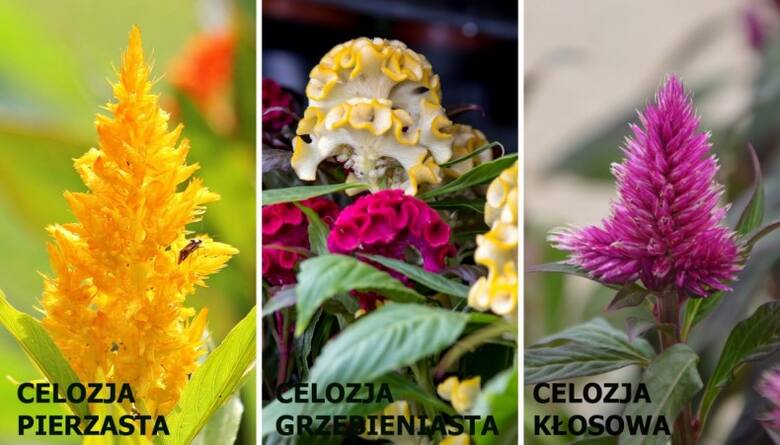odmiany celozji mają zróżnicowane kwiatostany, ale wszystkie są oryginalne i dekoracyjne.
