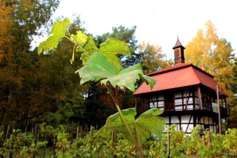 Kilkuarowa winnica schowana na terenie Muzeum Etnograficznego znajduje się w towarzystwie uroczej wieży winiarskiej.