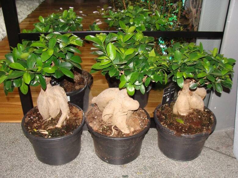 Fikusy bonsai są nie tylko łatwiejsze w uprawie od "prawdziwych" drzewek bonsai, ale też znacznie od nich tańsze.