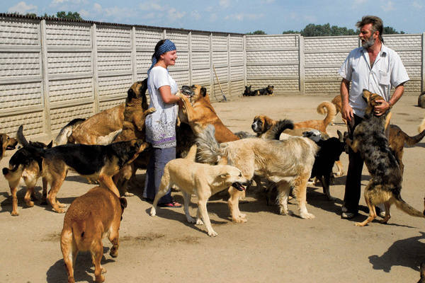 Anna i Longin Siemińscy mają w schronisku  w Wojtyszkach pod opieką  4 tysiące psów, które czekają na adopcję.  