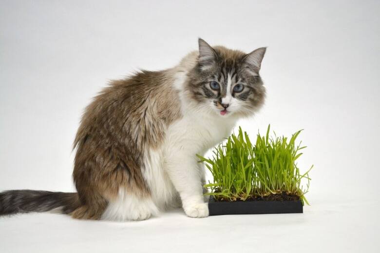 Pod hasłem "trawa dla kota" bywają sprzedawane różne rośliny. Wśród nich są zboża, takie jak owies, żyto czy pszenica.
