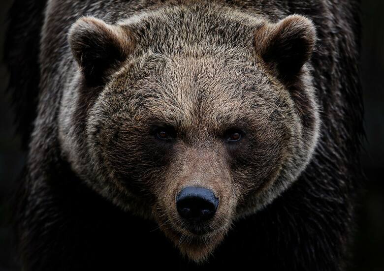 Kolejny atak niedźwiedzia na Słowacji. Tym razem zwierzę zaatakowało małżeństwo z psem