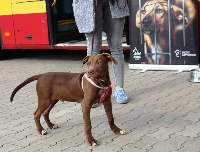 Ponad 70 psów zachipowali w Animal Busie na ostatniej akcji powszechnego chipowania łódzkich psów