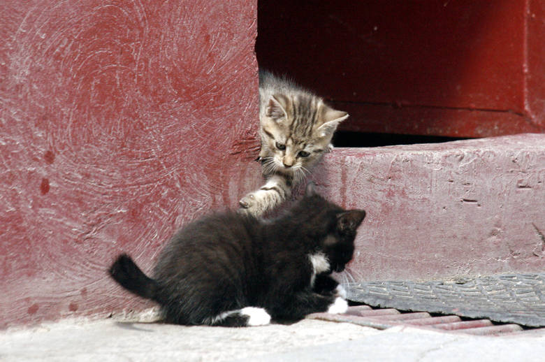 Koty domowe wywodzą się od kotów nubijskich. Jak się okazało, ich przodkowie dotarli na polskie ziemie podążając za pierwszymi rolnikami