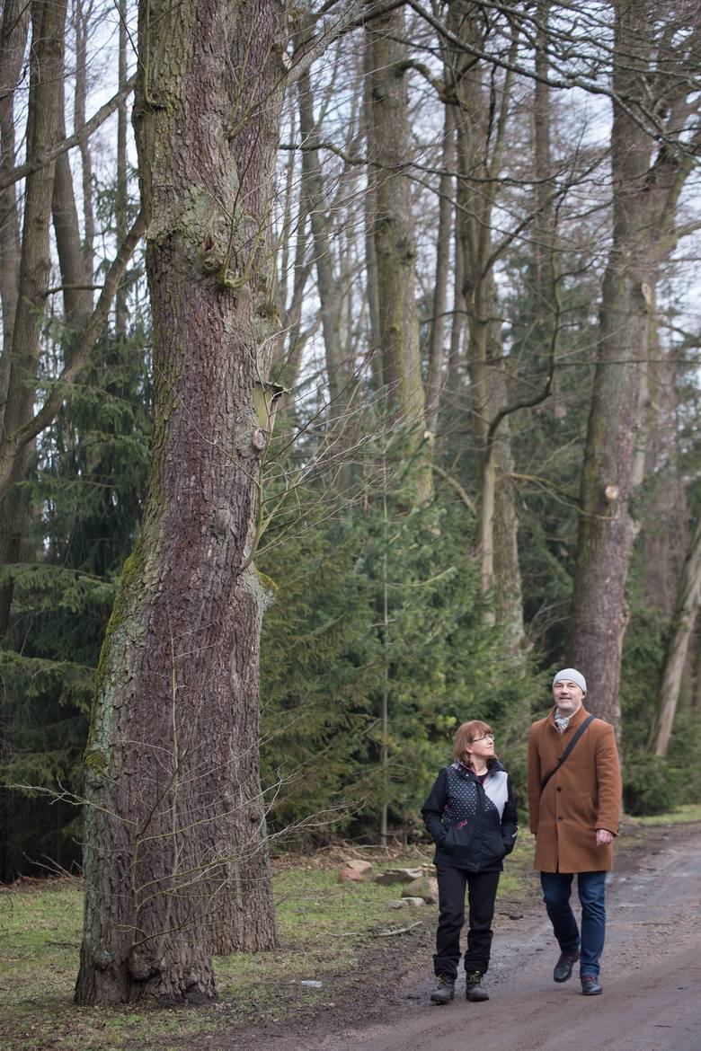 Dan Wołkowycki i Ewa Korolczuk postanowili zawalczyć o piękne drzewa przy ulicy Cienistej. Bo miasto, jak narzekają, chce je wyciąć. W planach jest modernizacja tej ulicy<br /> 