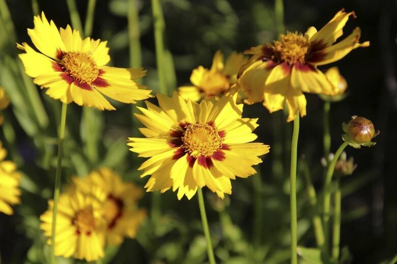 Nachyłki zaliczane są do rodziny astrowatych. Kwiaty te kochają słońce.