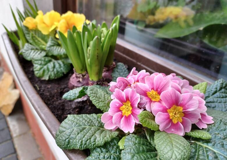 Prymulki i wiosenne kwiaty cebulowe są odporne na zimno. Już teraz można je mieć w doniczce na balkonie lub oknie.