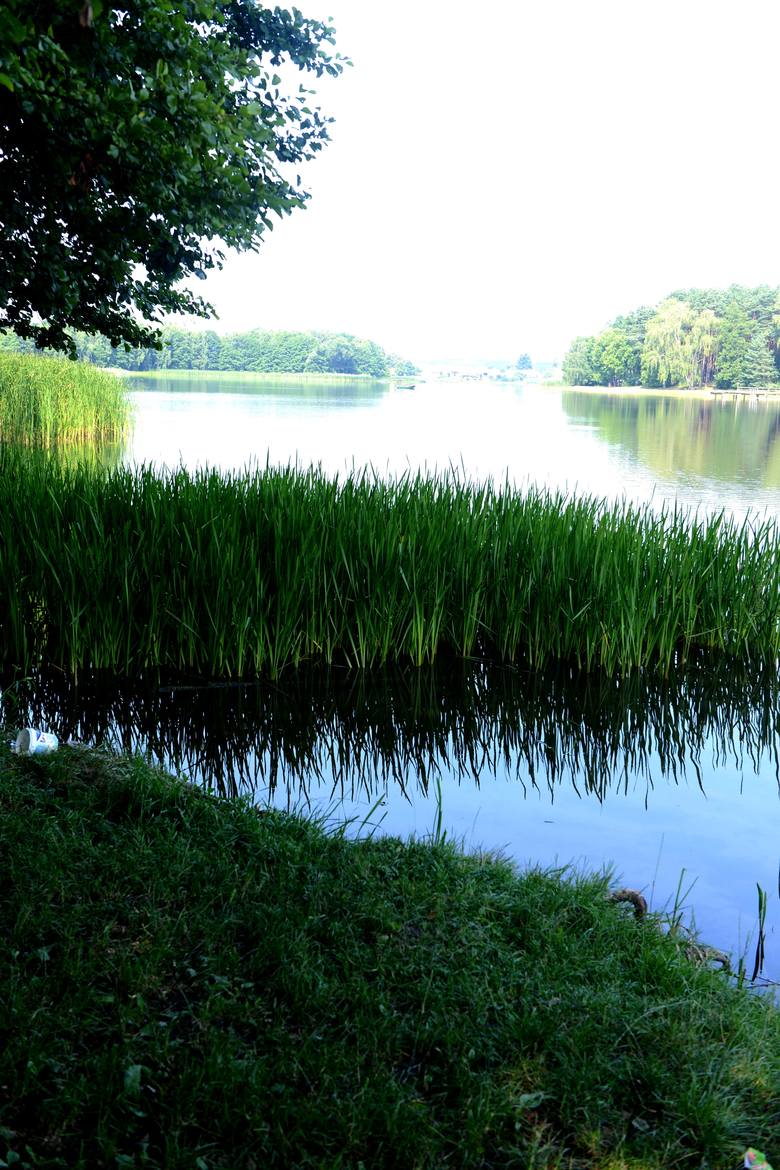 Jezioro Wojnowskie jest płytkie, ale malownicze. Podobno kiedyś to były dwa akweny.