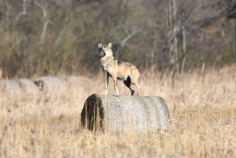 To zdjęcie wykonano w lutym 2021 roku. Wówczas Łukasz Szewczyk w okolicach Świebodzina sfotografował watahę wilków.