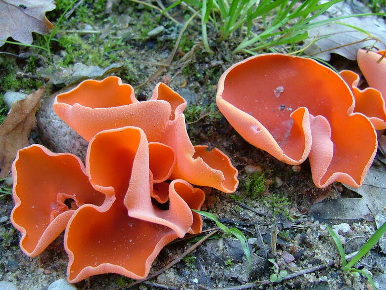 Niezwykły, barwny grzyb, który wygląda na ziemi, jakby ktoś rozrzucił kawałki skórki. Według atlasów – jadalny, zbierany w niektórych regionach.