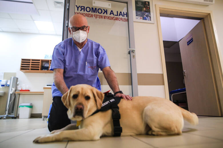 Denver jest psem wyszkolonym i certyfikowanym przez Fundację na rzecz Osób Niewidomych Labrador - Pies Przewodnik.