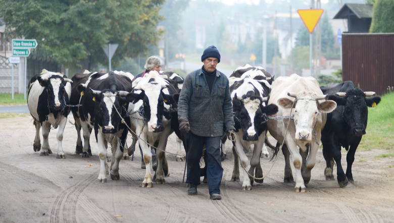 Henryk Drozda, wraz ze swoją żoną, przepędzają krowy kilka razy dziennie. Do tej pory ich praca była utrudniona, bo droga prowadziła przez ruchliwą jezdnię.