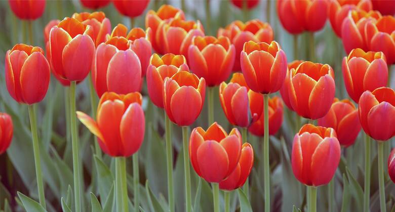 Kwitnące tulipany w Chrzypsku Wielkim