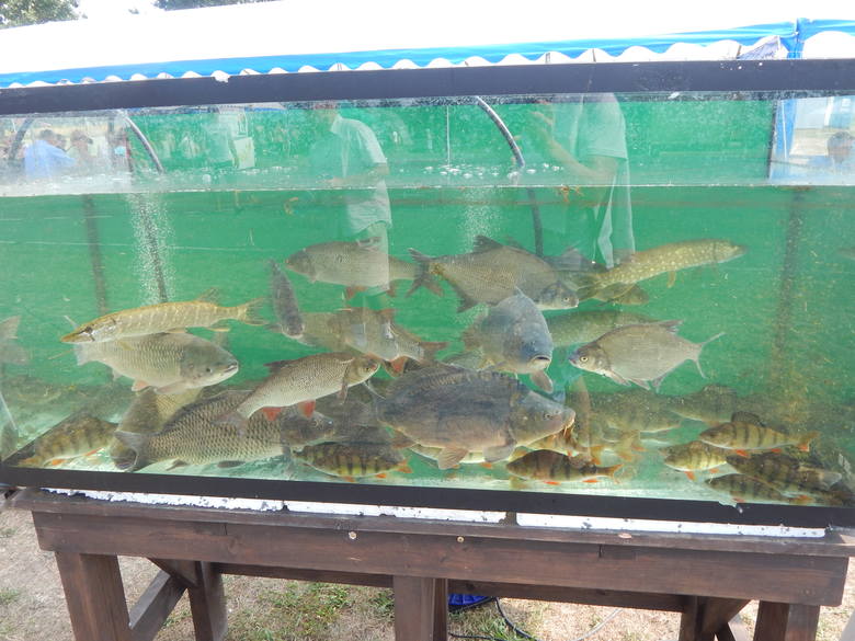 Podczas każdego święta karpia w Osiecznicy można nie tylko kupić potrawy, ale i świeże ryby