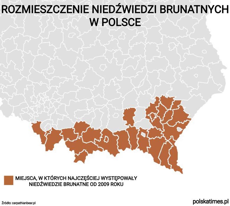 Rośnie liczba niedźwiedzi w Polsce. Jaka jest szansa na spotkanie tego drapieżnika? Sprawdź, gdzie można natknąć się na niedźwiedzia