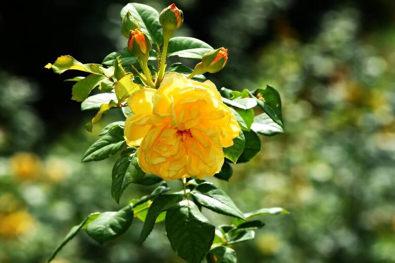 Wiele gatunków i odmian róż pięknie pachnie, choć są i takie, które są niemal pozbawione aromatu.