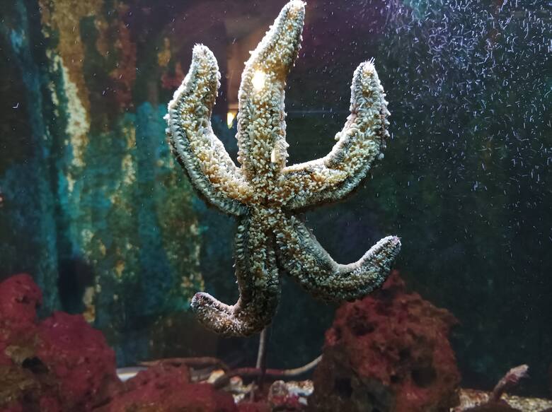 Rozgwiazda w crikvenickim akwarium