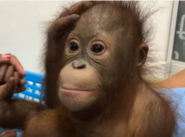 W jednym z parków zoologicznych urodziła się małpka. Wkrótce spotka się z matką