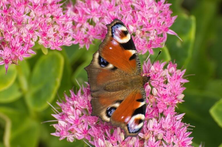 Rozchodniki są bardzo cenne dla motyli, pszczół i innych pożytecznych owadów. Dostarczają nektaru w czasie, kiedy kwitnie już stosunkowo niewiele kw