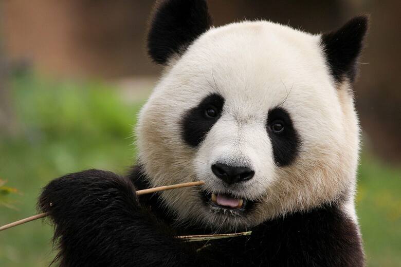 Tan Tan była najstarszą pandą. Zmarła w wieku 28 lat. Mieszkańcy Kobe w żałobie