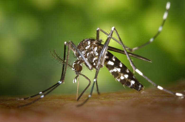 <strong>Komar egipski</strong><br />  <br /> Komary występują praktycznie na całym globie, niektóre gatunki są jednak szczególnie niebezpiecznie. Wśród nich znajduje się komar egipski, przenoszący choroby takie jak Malaria, Żółta Febra czy Zika. Co roku choroby roznoszone przez te niewielkie owady...