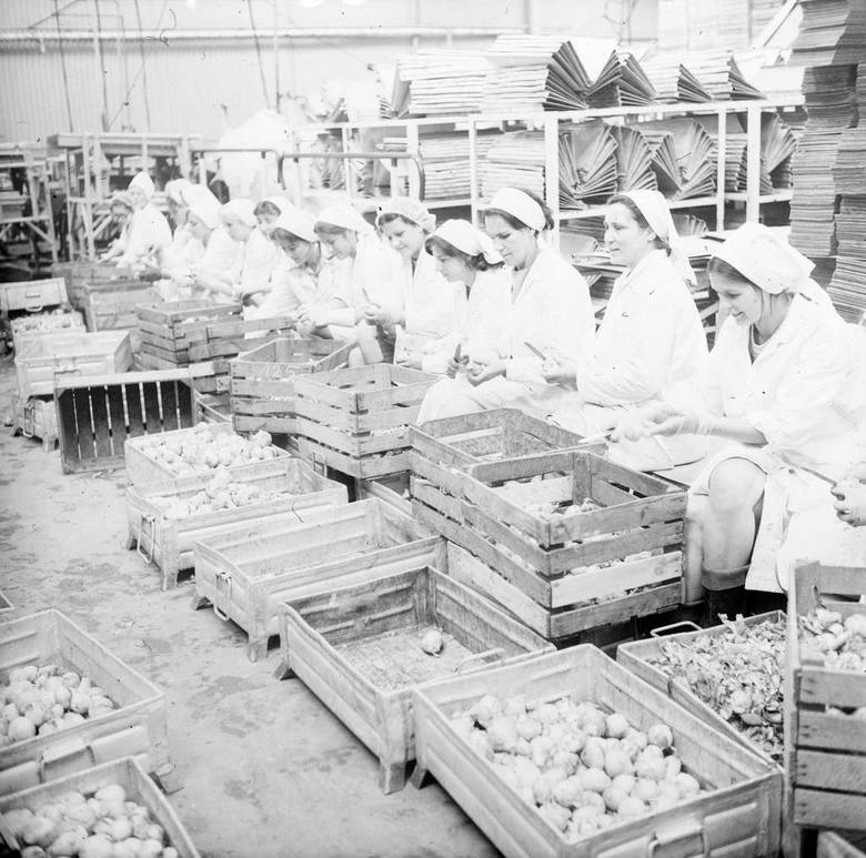 Pracownice Wojewódzkich Zakładów Chłodniczych w Białymstoku podczas sortowania owoców, 30.08.1974