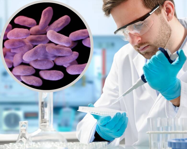 Badania laboratoryjne E. coli