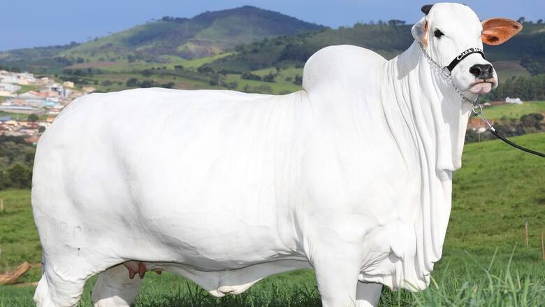 Rekordowa krowa charakteryzuje się białym futrem i garbem