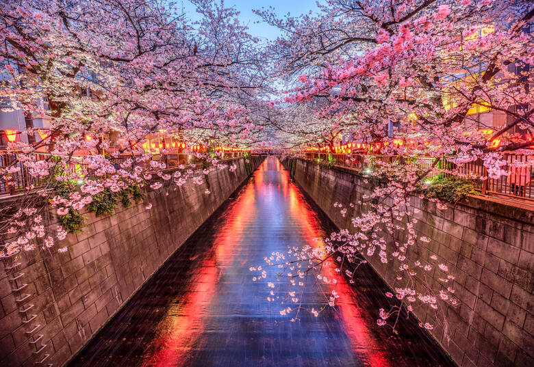 Hanami - święto wiśni w Japonii