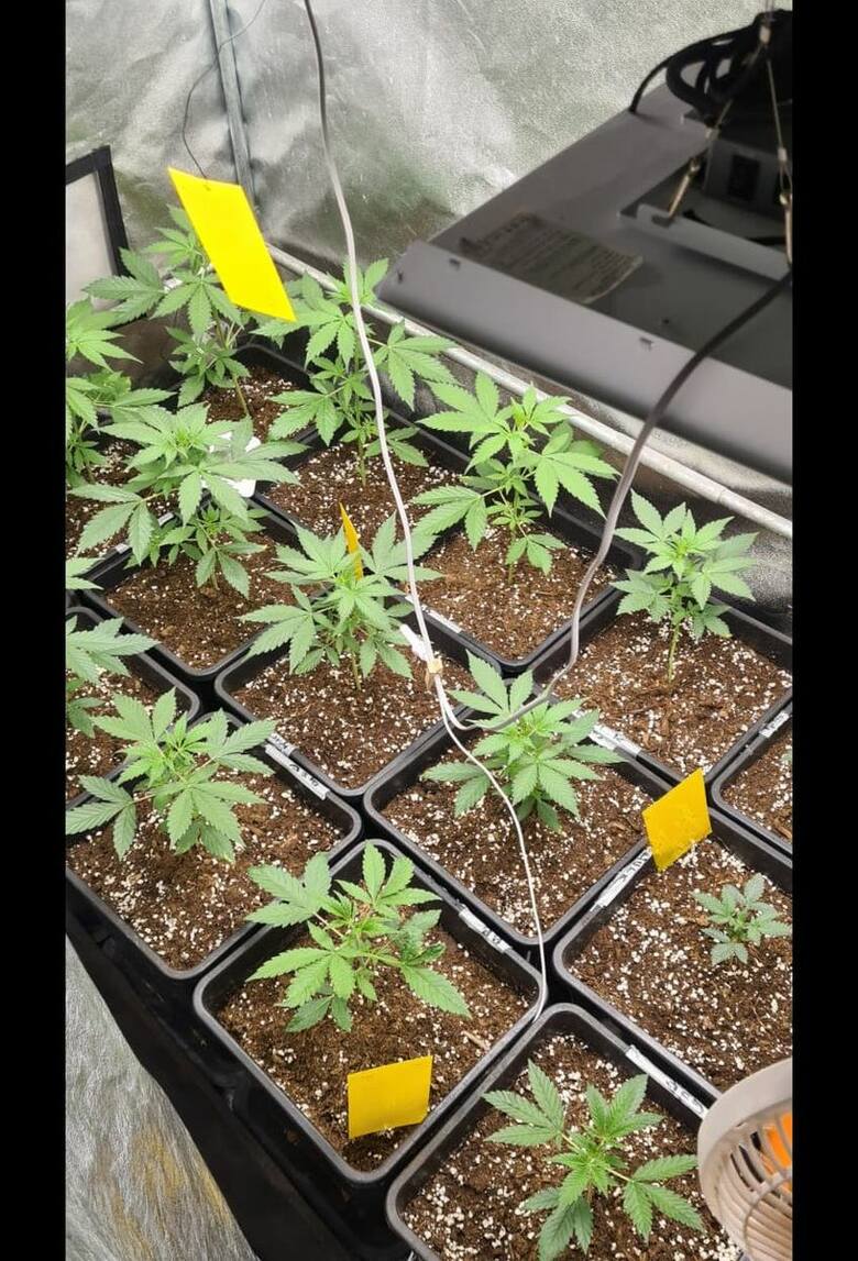 Oprócz sadzonek konopi policjanci też znaleźli w mieszkaniu 40-latka w Grudziądzu susz roślinny - marihuanę