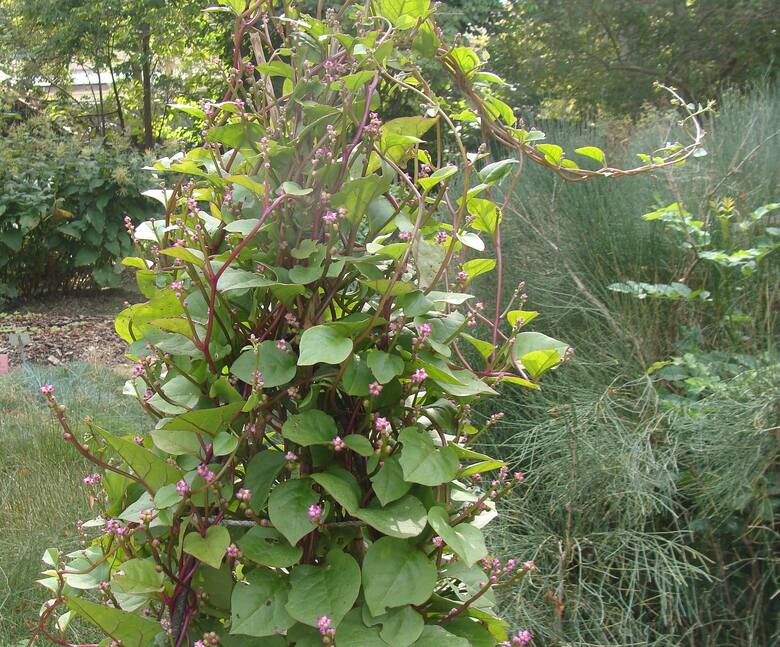 Szpinak malabarski wygląda dekoracyjnie i dostarcza smacznych liści. Ze względu na długie pędy roślina potrzebuje podpór.