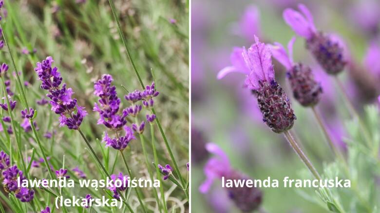 Te dwa gatunki różnią się nie tylko wyglądem, ale też odpornością na mróz. Lawenda francuska jest znacznie bardziej wrażliwa na zimno.