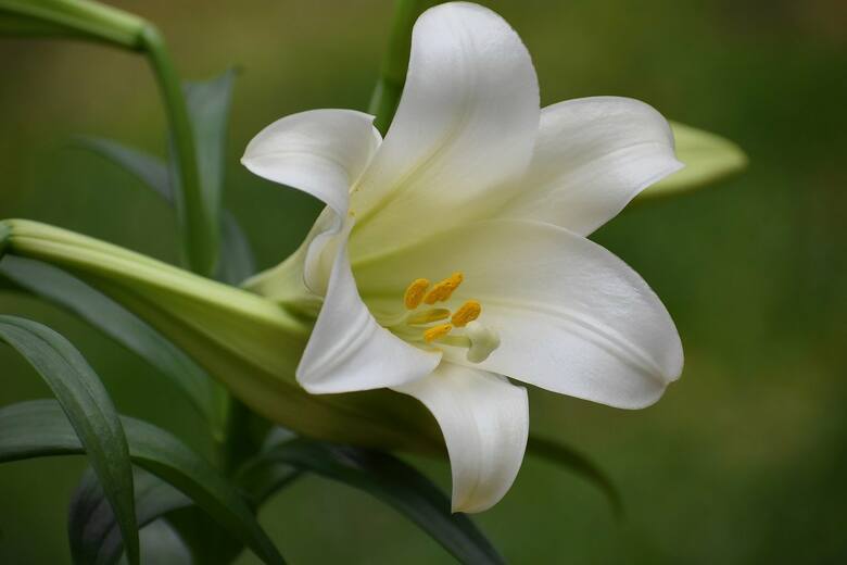 Lilie słyną z pięknego i bardzo intensywnego zapachu.