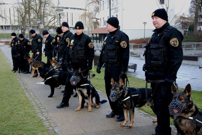 Straż Miejska w Bydgoszczy oferuje możliwość obejrzenia szkolenia psów, służących w formacji, treningu z pozorantem oraz przebywania z psami w czasie